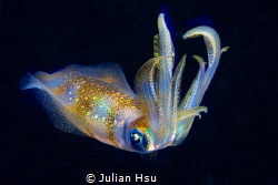 Bigfin reef squid by Julian Hsu 